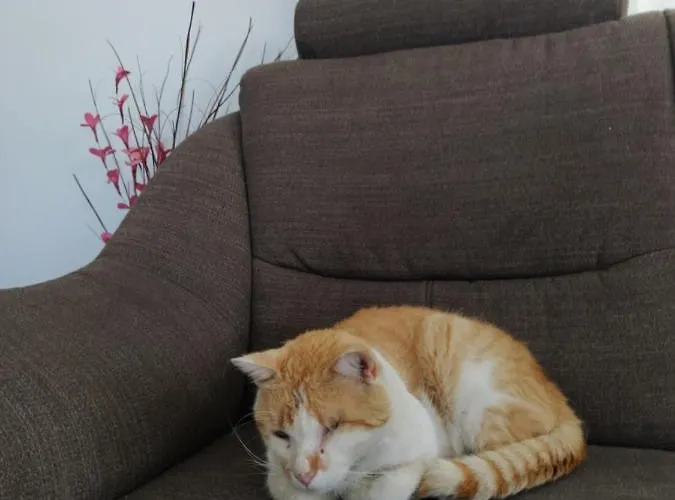 Juric * Τρογκίρ